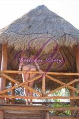 Sat, Oct 8, 2005 Wild on Desire 2005 Desire Resort Riviera Maya Puerto Morelos  Resort Photo